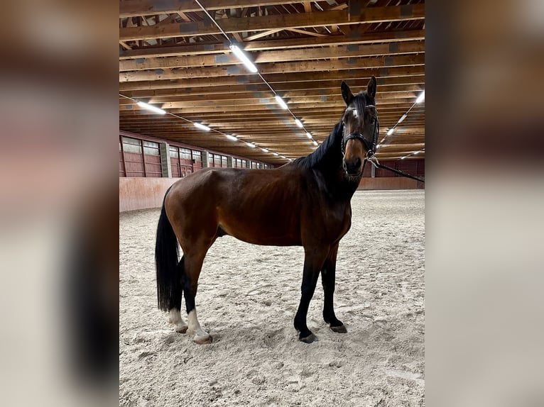 Slovak Warmblood Gelding 5 years 16,2 hh Brown in Karlovy Vary