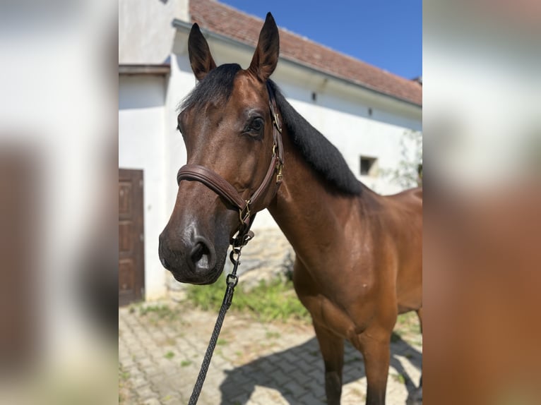 Slovak Warmblood Gelding 5 years 16 hh Brown in Slovakia