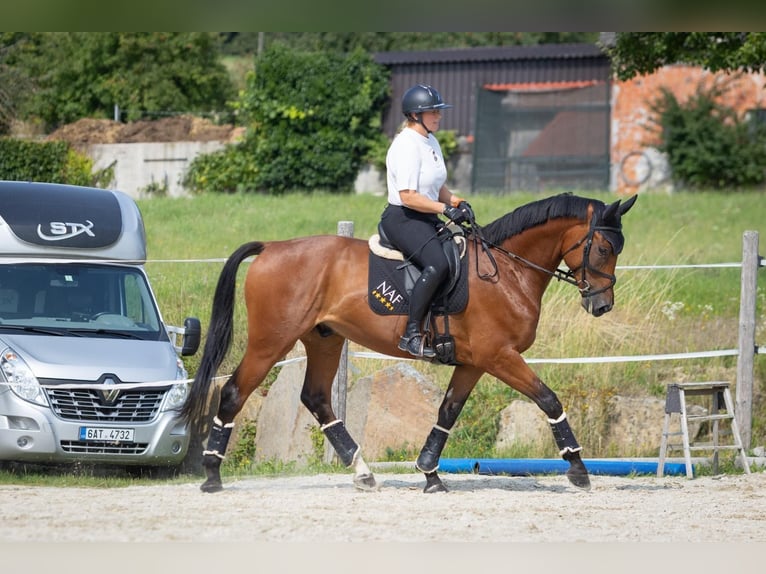 Slovak Warmblood Gelding 5 years 17 hh Brown in Traidendorf