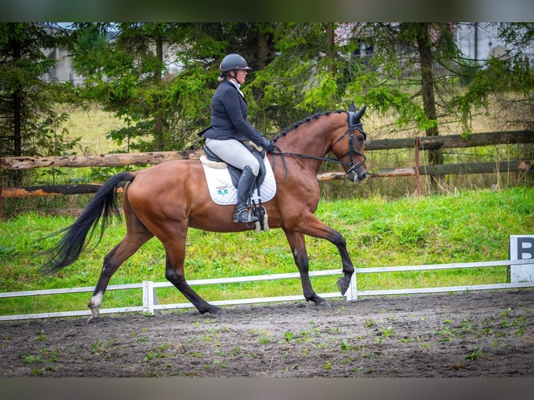 Slovak Warmblood Gelding 5 years 17 hh Brown in Traidendorf