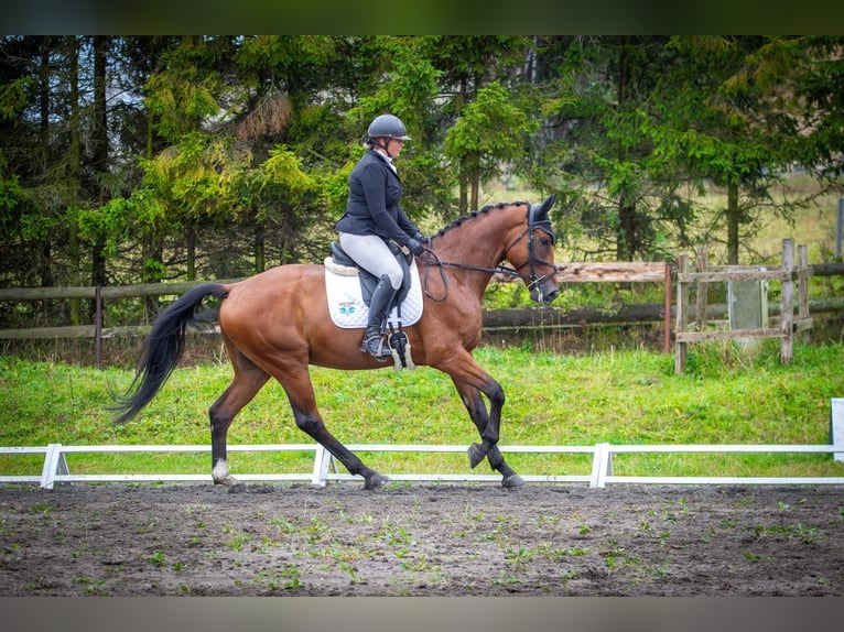 Slovak Warmblood Gelding 5 years 17 hh Brown in Traidendorf