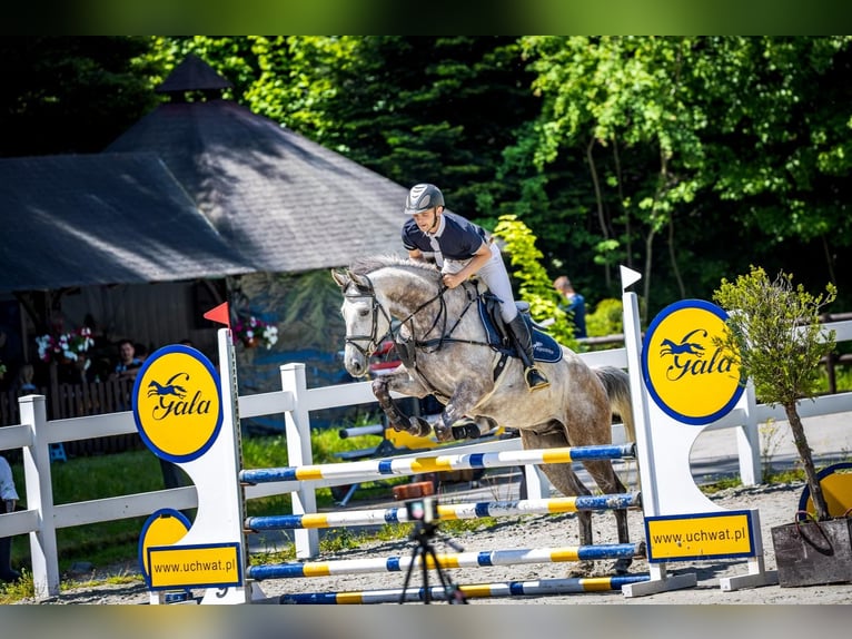 Slovak Warmblood Gelding 6 years 16.1 hh Grey in Hôrka