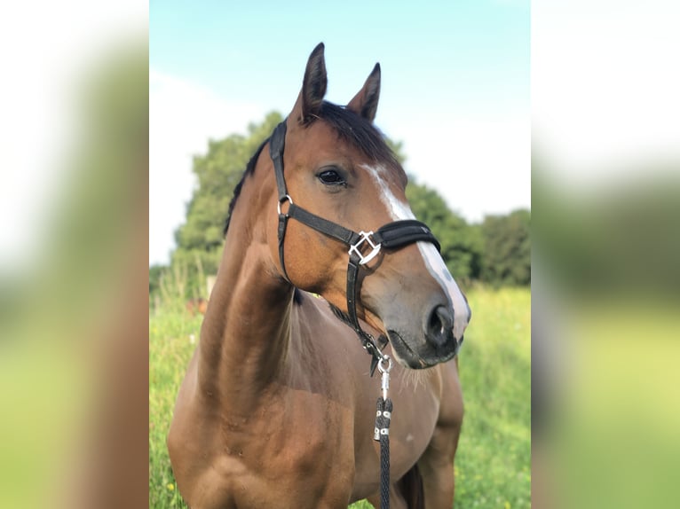 Slovak Warmblood Gelding 6 years 16 hh Brown-Light in St.Pölten