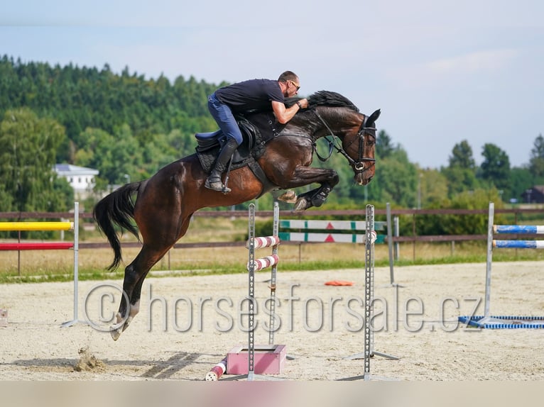Slovak Warmblood Gelding 6 years 17 hh Bay-Dark in Ceske Budejovice