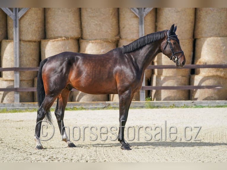 Slovak Warmblood Gelding 6 years 17 hh Bay-Dark in Ceske Budejovice