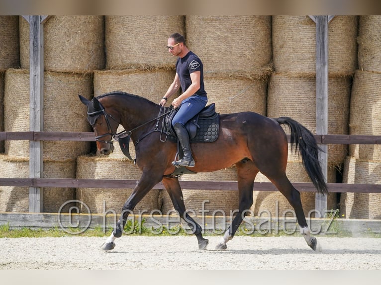 Slovak Warmblood Gelding 6 years 17 hh Bay-Dark in Ceske Budejovice