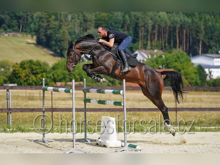 Slovak Warmblood Gelding 6 years 17 hh Bay-Dark in Ceske Budejovice