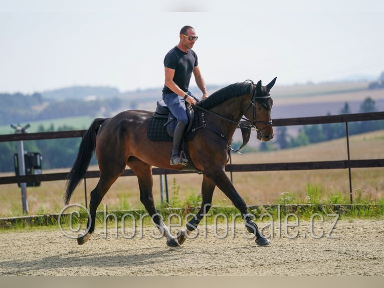 Slovak Warmblood Gelding 6 years 17 hh Bay-Dark in Ceske Budejovice