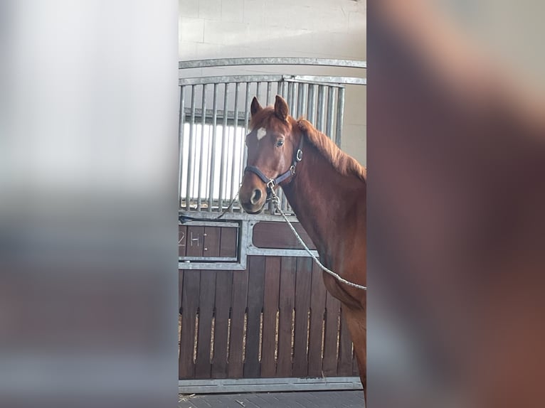 Slovak Warmblood Gelding 7 years 15,2 hh Chestnut-Red in Dohren