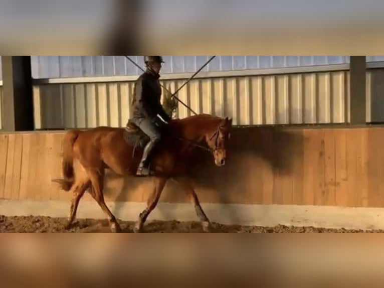 Slovak Warmblood Gelding 7 years 15,2 hh Chestnut-Red in Herzlake