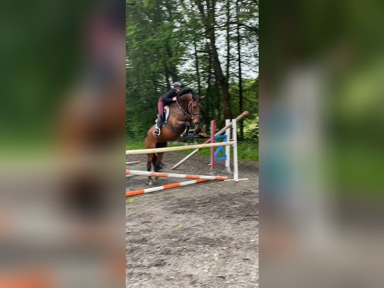 Slovak Warmblood Gelding 7 years 16.1 hh Bay in Světlá Hora