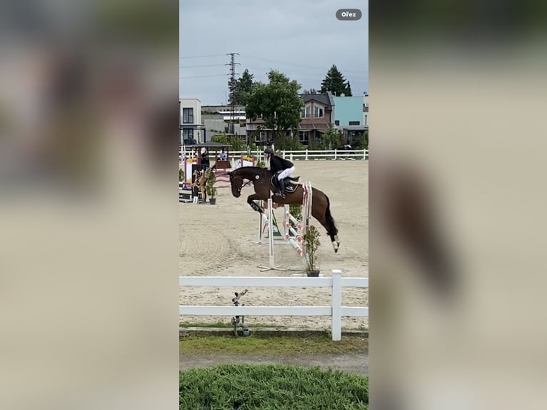 Slovak Warmblood Gelding 7 years 16.1 hh Bay in Světlá Hora