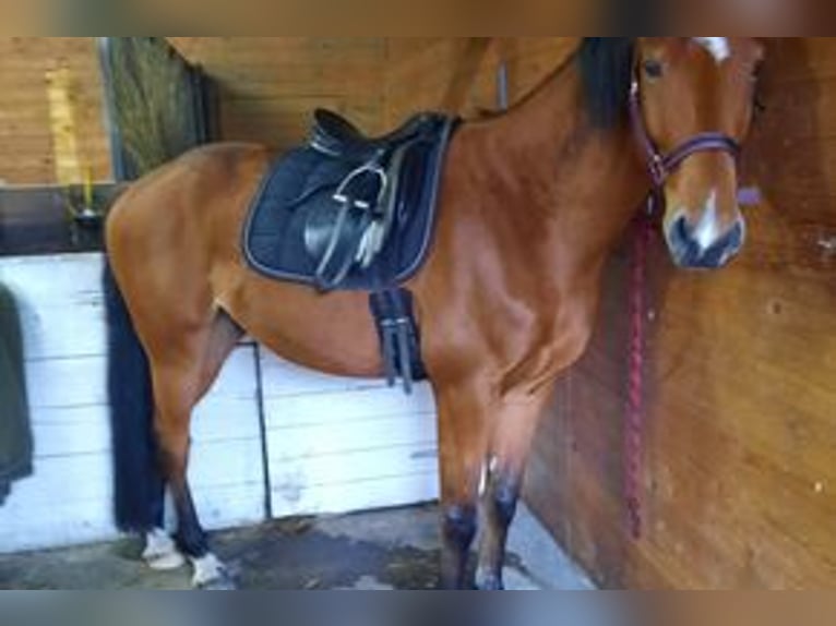 Slovak Warmblood Gelding 7 years 16.1 hh Brown in Ganderkesee