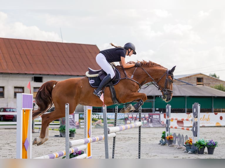 Slovak Warmblood Gelding 7 years 16,3 hh Chestnut in Prievidza