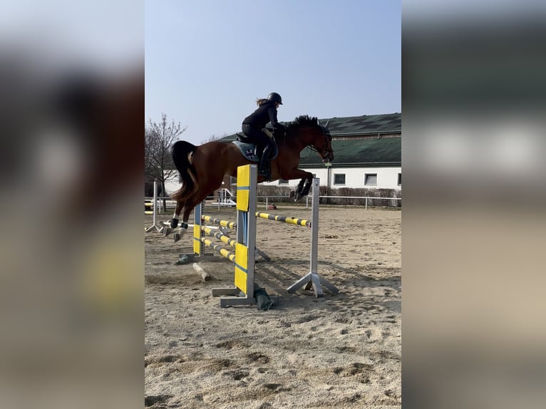 Slovak Warmblood Gelding 7 years 16 hh Brown-Light in St.Pölten