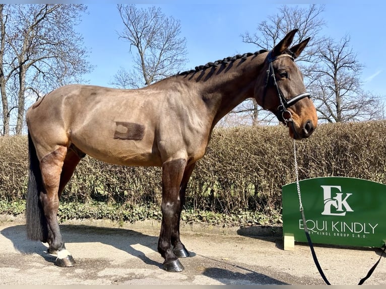 Slovak Warmblood Gelding 7 years 16,2 hh Bay in Prague