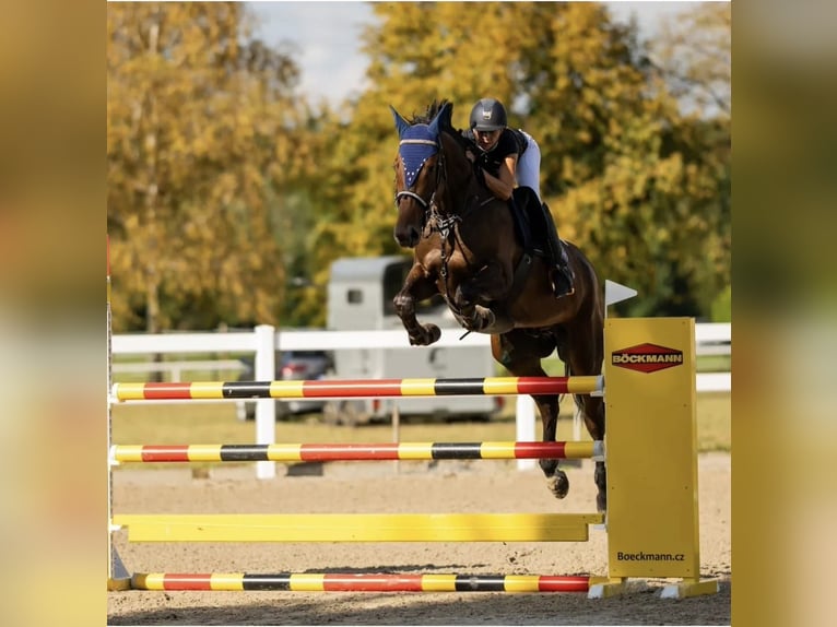 Slovak Warmblood Gelding 7 years 16,2 hh Bay in Prague