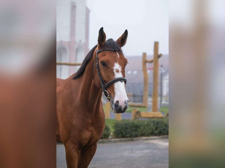 Slovak Warmblood Gelding 7 years 16,2 hh Bay in Prague