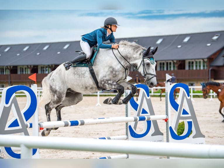 Slovak Warmblood Gelding 7 years 17,3 hh Gray in Tuhaň