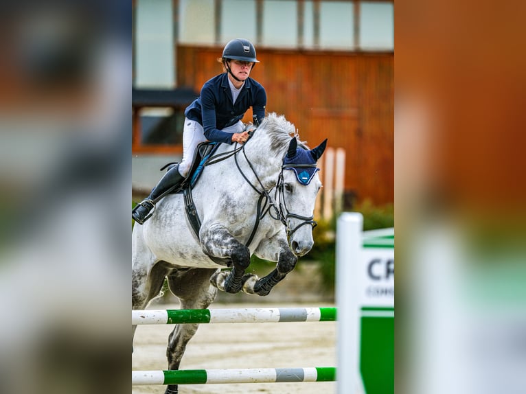 Slovak Warmblood Gelding 7 years 17,3 hh Gray in Tuhaň