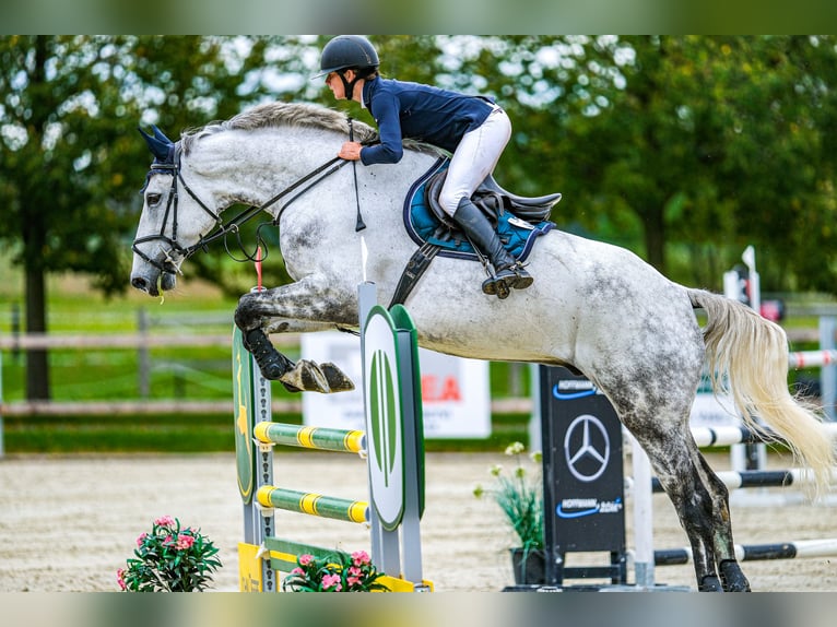 Slovak Warmblood Gelding 7 years 17,3 hh Gray in Tuhaň