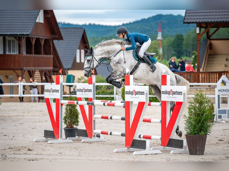 Slovak Warmblood Gelding 7 years 17,3 hh Gray in Tuhaň