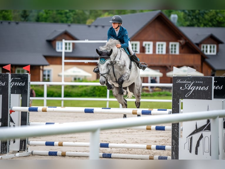 Slovak Warmblood Gelding 7 years 17,3 hh Gray in Tuhaň