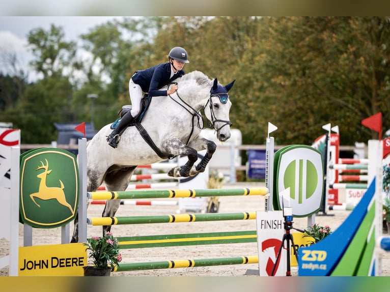 Slovak Warmblood Gelding 7 years 17,3 hh Gray in Tuhaň