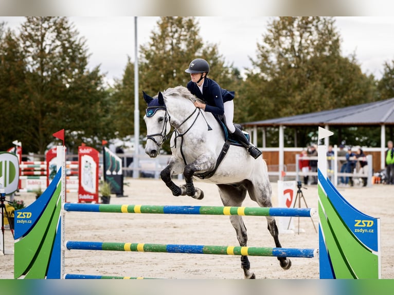 Slovak Warmblood Gelding 7 years 17,3 hh Gray in Tuhaň