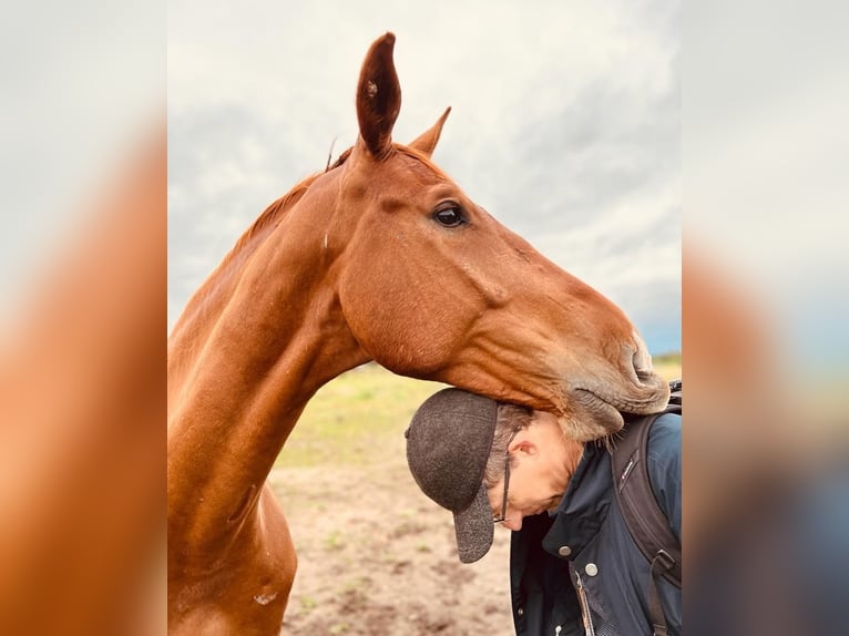 Slovak Warmblood Gelding 7 years in Přibice