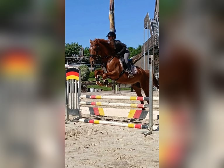 Slovak Warmblood Gelding 8 years 15,2 hh Chestnut-Red in Ibbenbüren