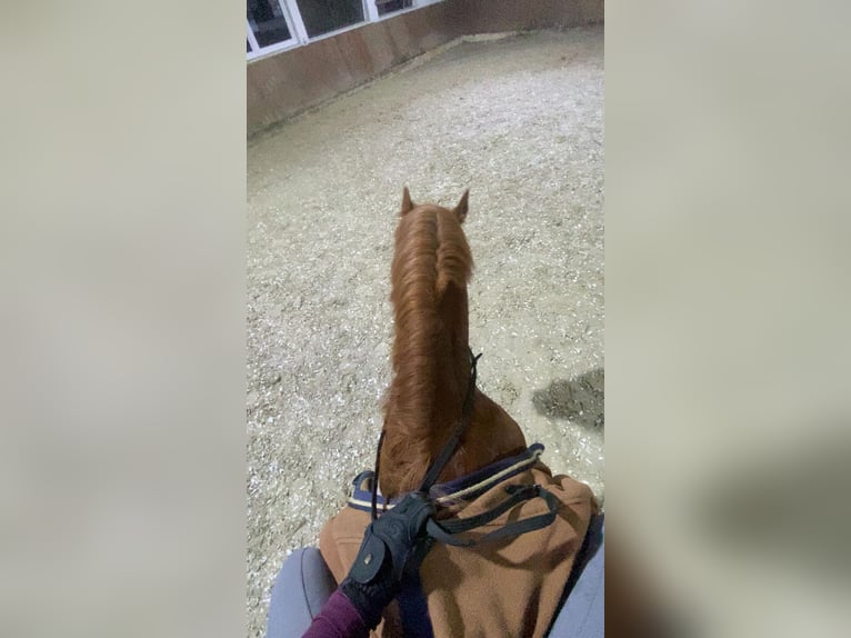 Slovak Warmblood Gelding 8 years 15,2 hh Chestnut-Red in Ibbenbüren