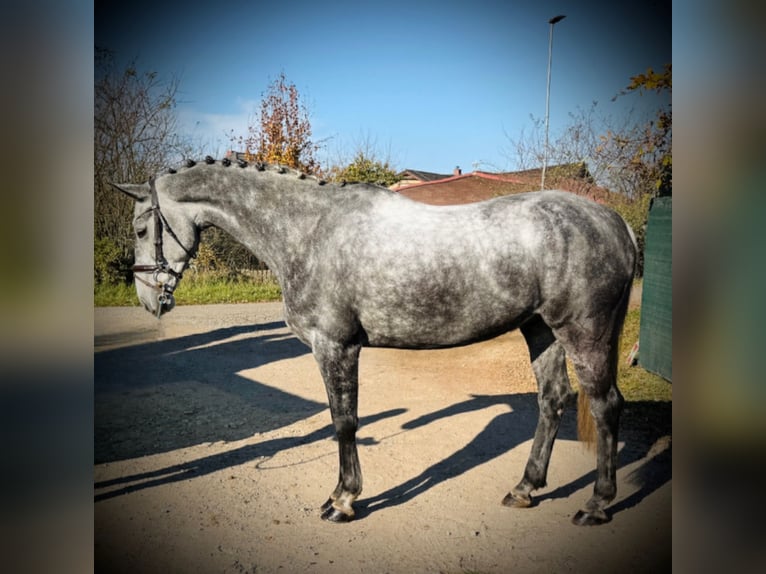 Slovak Warmblood Gelding 8 years 16,2 hh Gray in Mladá Boleslav