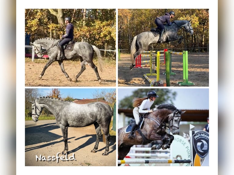 Slovak Warmblood Gelding 8 years 16,2 hh Gray in Mladá Boleslav