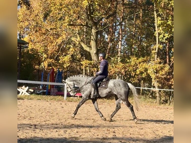 Slovak Warmblood Gelding 8 years 16,2 hh Gray in Mladá Boleslav