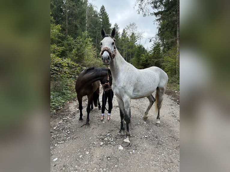 Slovak Warmblood Gelding 8 years 16,1 hh Grey in Pogöriach