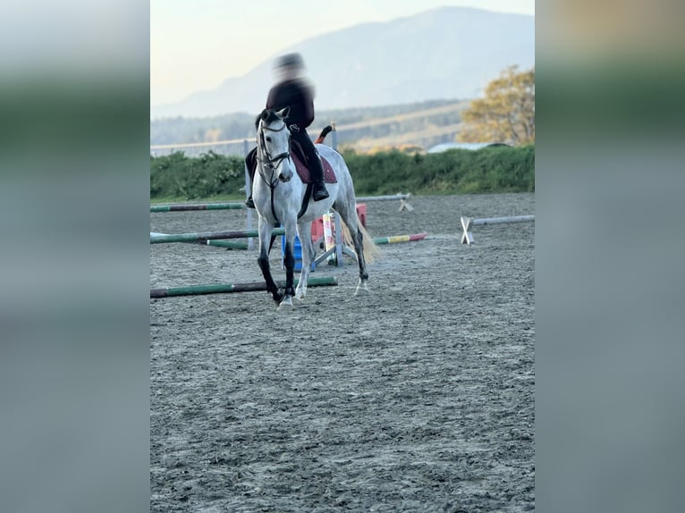 Slovak Warmblood Gelding 8 years 16,1 hh Grey in Pogöriach