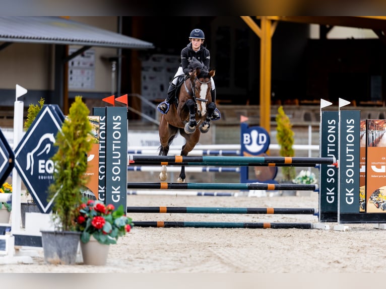 Slovak Warmblood Gelding 8 years 16,2 hh Brown in P&#x159;e&#x161;t&#x11B;nice