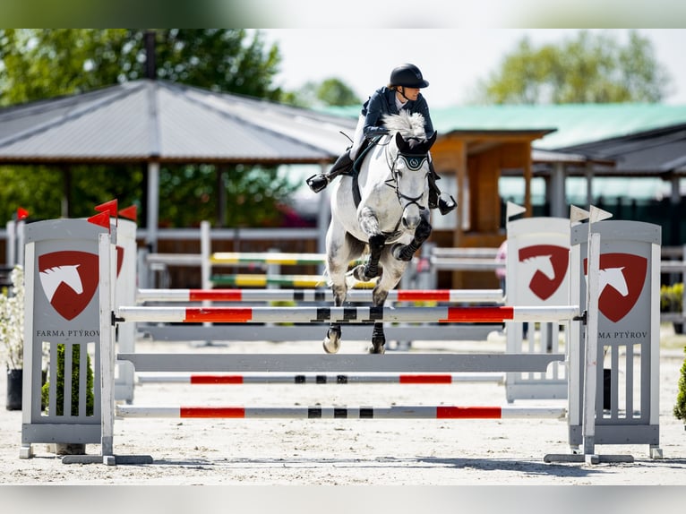 Slovak Warmblood Gelding 8 years 17.3 hh Grey in Obrok