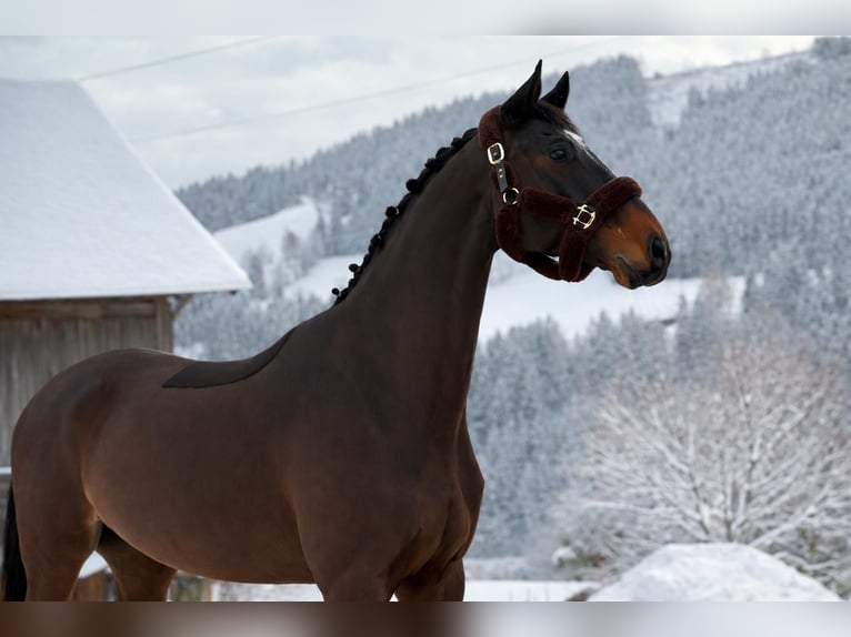 Slovak Warmblood Gelding 8 years 17,2 hh Bay-Dark in Schladming