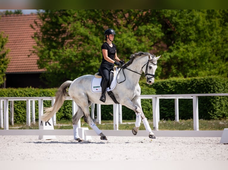 Slovak Warmblood Gelding 9 years 17 hh Gray in Lednice