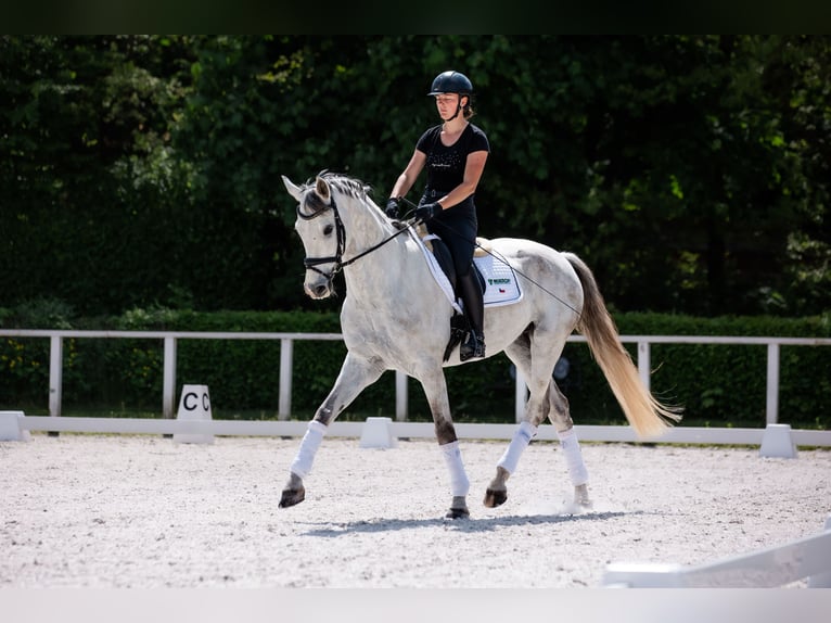 Slovak Warmblood Gelding 9 years 17 hh Gray in Lednice