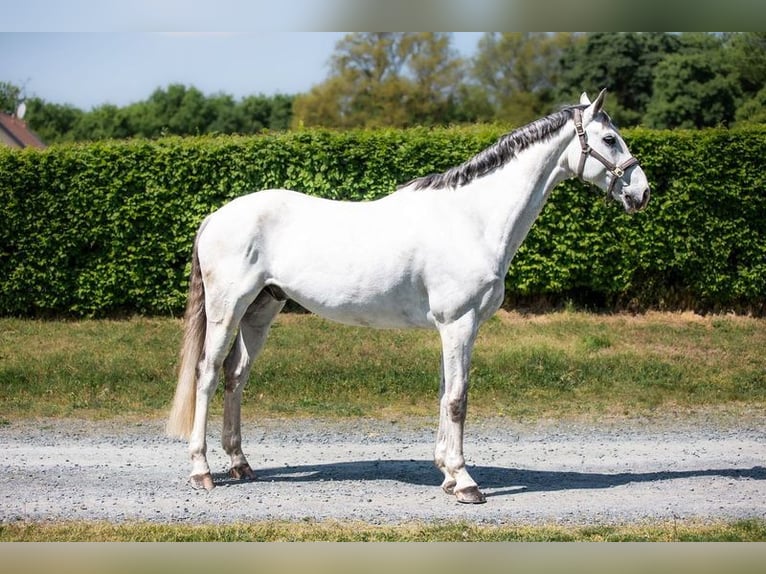 Slovak Warmblood Gelding 9 years 17 hh Gray in Lednice