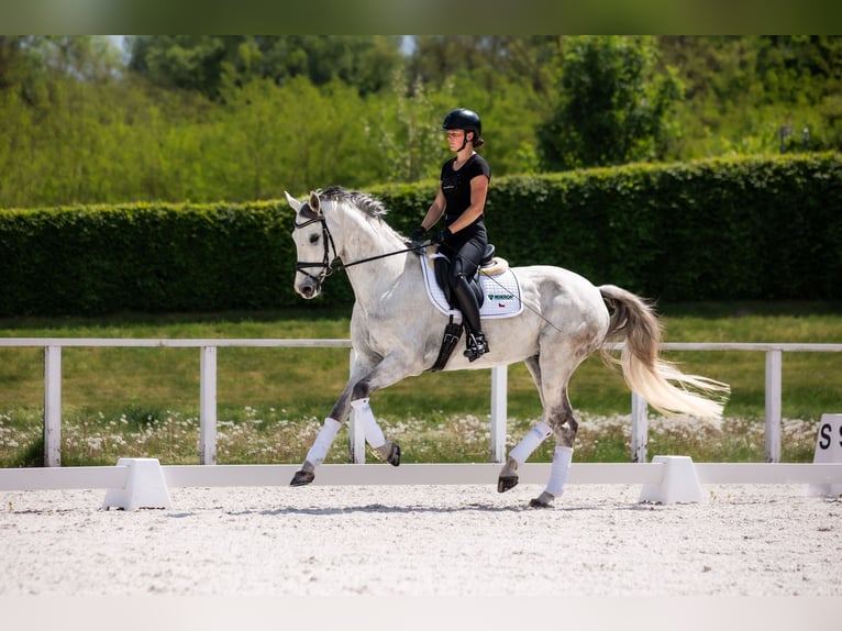 Slovak Warmblood Gelding 9 years 17 hh Gray in Lednice