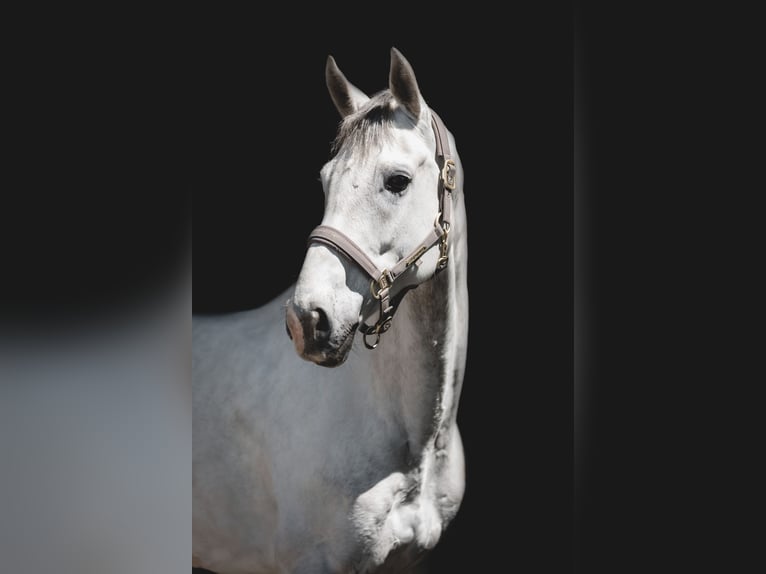 Slovak Warmblood Gelding 9 years 17 hh Gray in Lednice