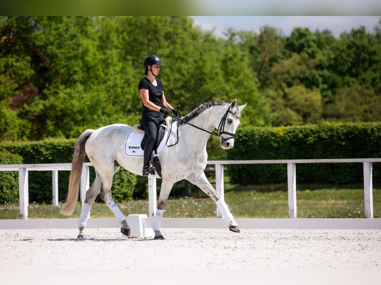 Slovak Warmblood Gelding 9 years 17 hh Gray in Lednice