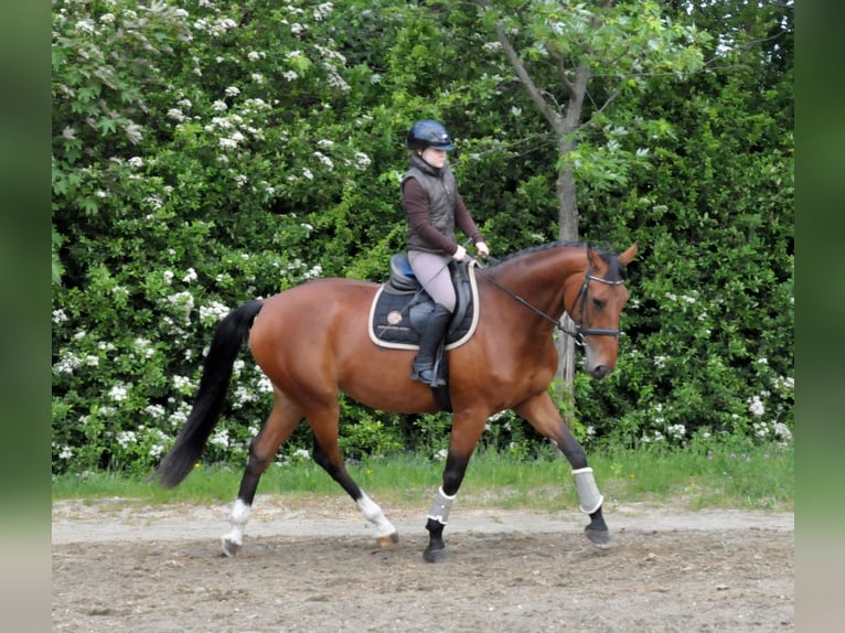 Slovak Warmblood Mare 10 years 16.3 hh Brown in Schattendorf