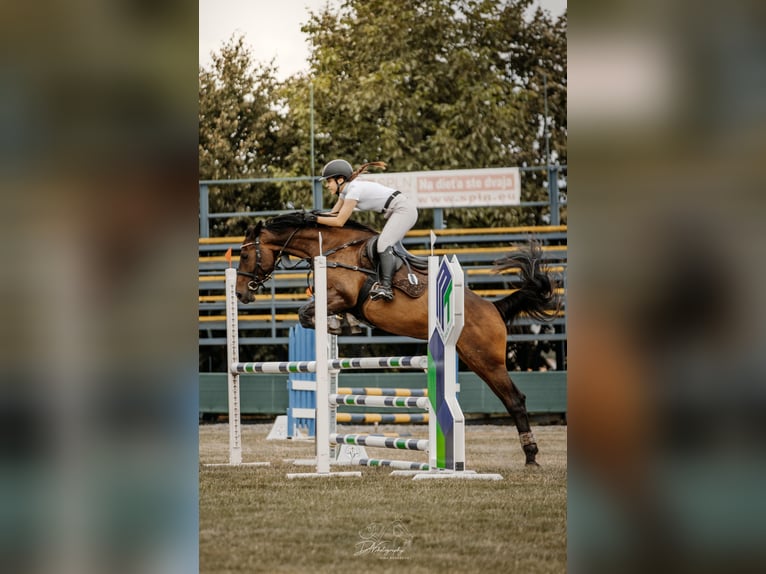 Slovak Warmblood Mare 10 years 16 hh Bay in Slovakia