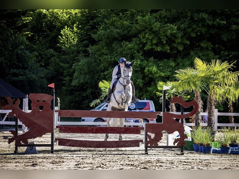 Slovak Warmblood Mare 10 years 16 hh Grey in Košice
