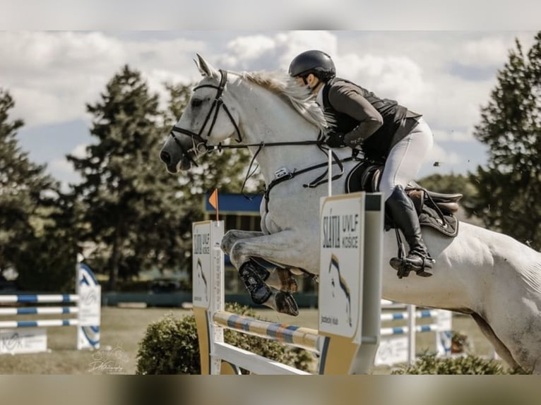 Slovak Warmblood Mare 10 years 16 hh Grey in Košice